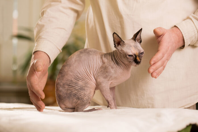 Why Reiki Is a Good Fit for Cats - Petsyclopedia News