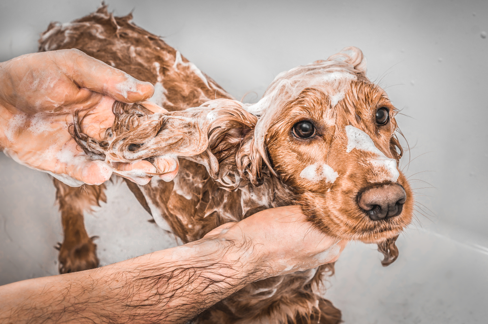 10 Best Deep-Cleansing Dog Shampoos in 2024 – Reviews & Top Picks