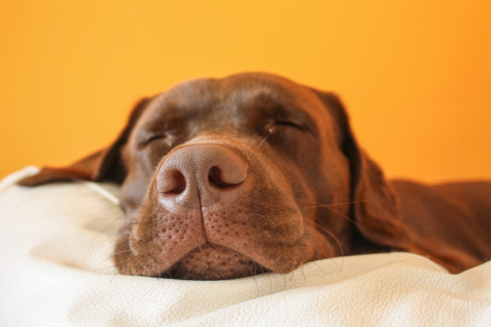 5 Tips for Creating a Safe and Comfy Sleeping Spot for Your Dog