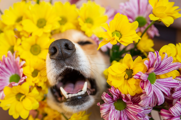 Allergies in Dogs and Cats – They Suffer Too!