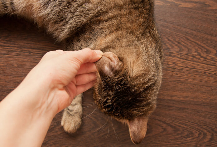 Can Your Dog or Cat Get Ringworm?