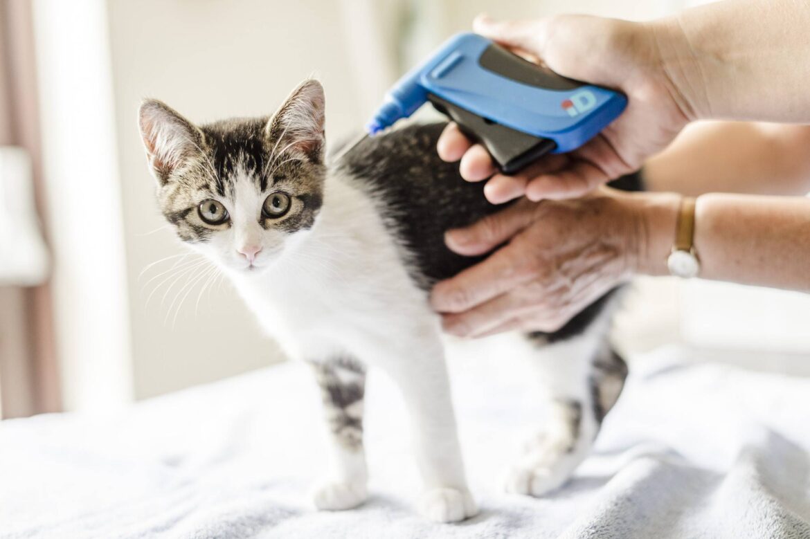 Cat Owners in England Urged to Microchip Pets or Face Fines: Cats Protection Data Shows Millions of Cats Remain Unchipped