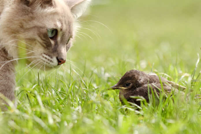 Cats & Songbirds