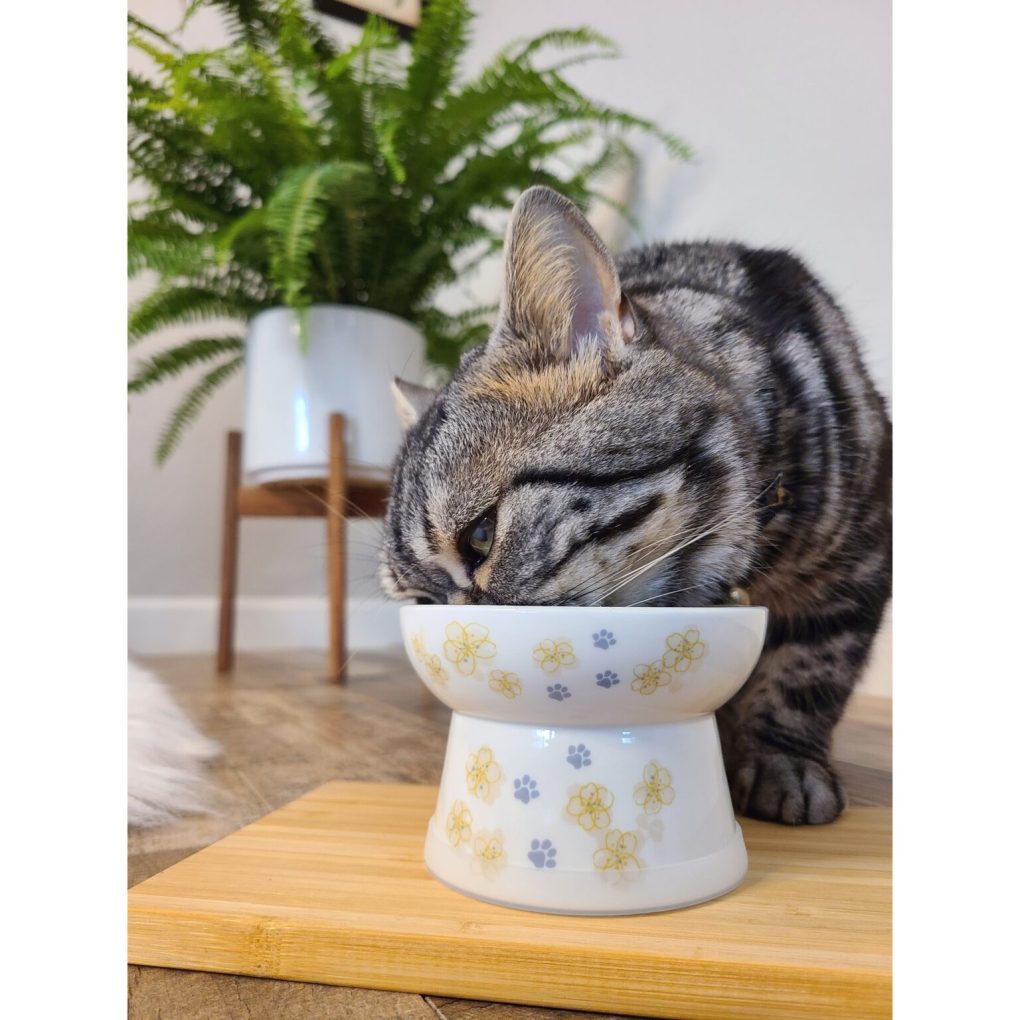 Discover the Benefits of Necoichi’s Raised Cat Bowls