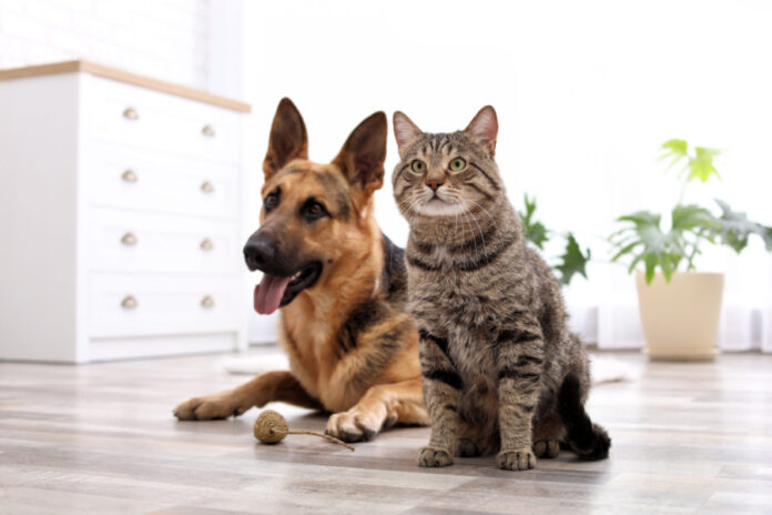 Emergency Preparedness for Dog and Cat Parents 