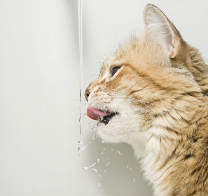 Expert Tips to Keep Your Cat Hydrated