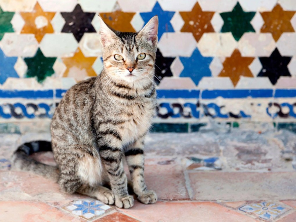 How to Quickly Adapt Your Cat to a New Home in Spain