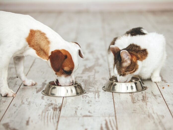 How to Store Your Dog or Cat’s Food to Prevent Contamination