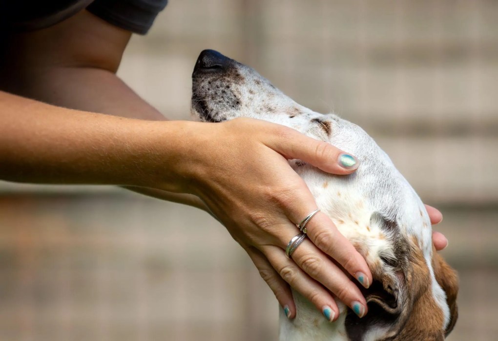 Rehoming centres ‘at breaking point’ as animals arrive faster than they leave