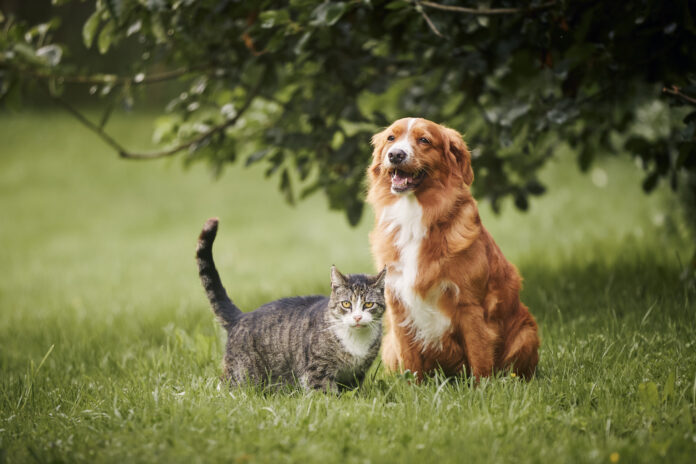 Signs and Symptoms of Asthma in Dogs and Cats