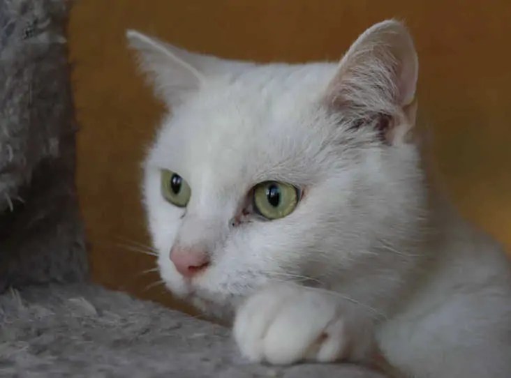 Special Rehoming Appeal: Partially Sighted Cat Kane and his Best Friend Candy Need a Loving Home