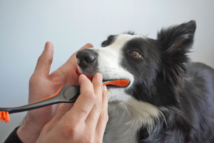 Tips to Avoid Bites When You Brush Your Dog’s Teeth