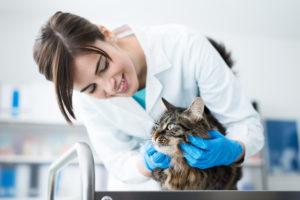 Tips to Reduce Stress for Vet Visits with Your Cat