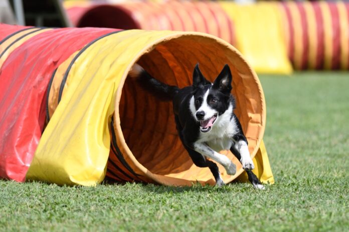 Top Dog Sports—And How to Get Your Canine Involved