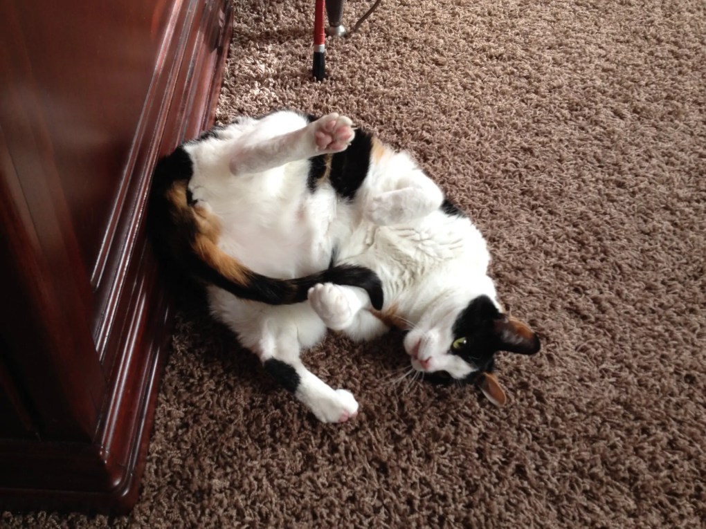 Tummy Rub Tuesday: Submit Your Cat Photos for a Chance to be Featured on Katzenworld 390