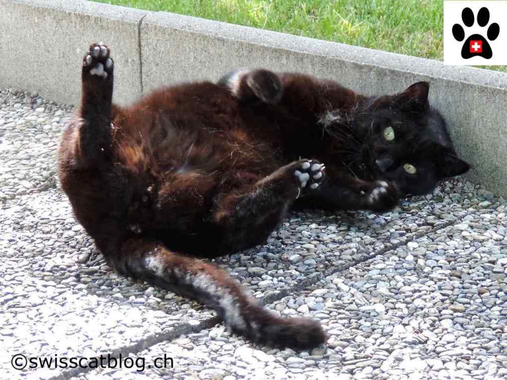 Tummy Rub Tuesday Week 488: Featuring Adorable Cat Photos – Send Yours in Now!