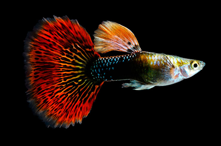 10 Most Unpretentious Aquarium Fish