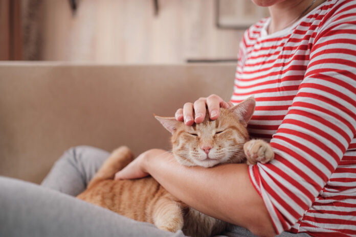 A Complete Guide to Your Cat’s Ear Infection and Ear Mites