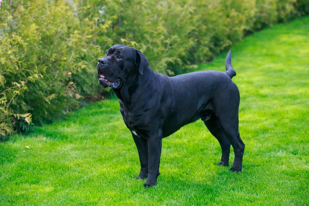 Blue Blood Cane Corso Dog Breed: Info, Pictures, Care & Facts