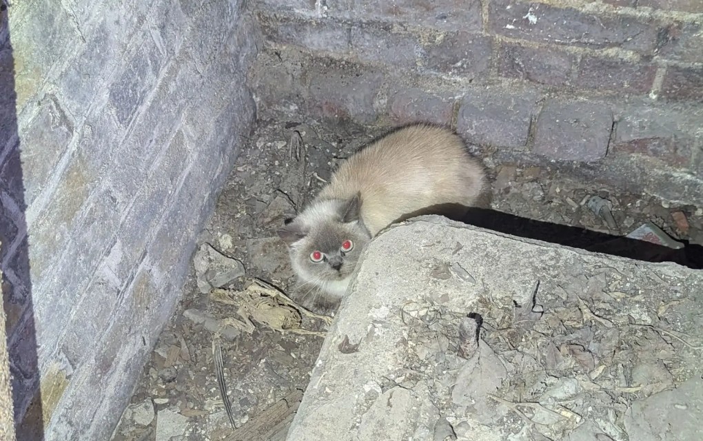 Cat-acombs ordeal! Feline trapped under St. Paul’s Cathedral rescued by RSPCA