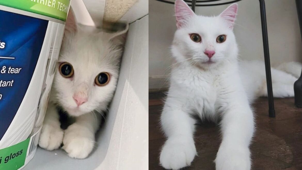 Cat Shows Up at a House Looking for Food, They Realize She’s Deaf with a Heart of Gold