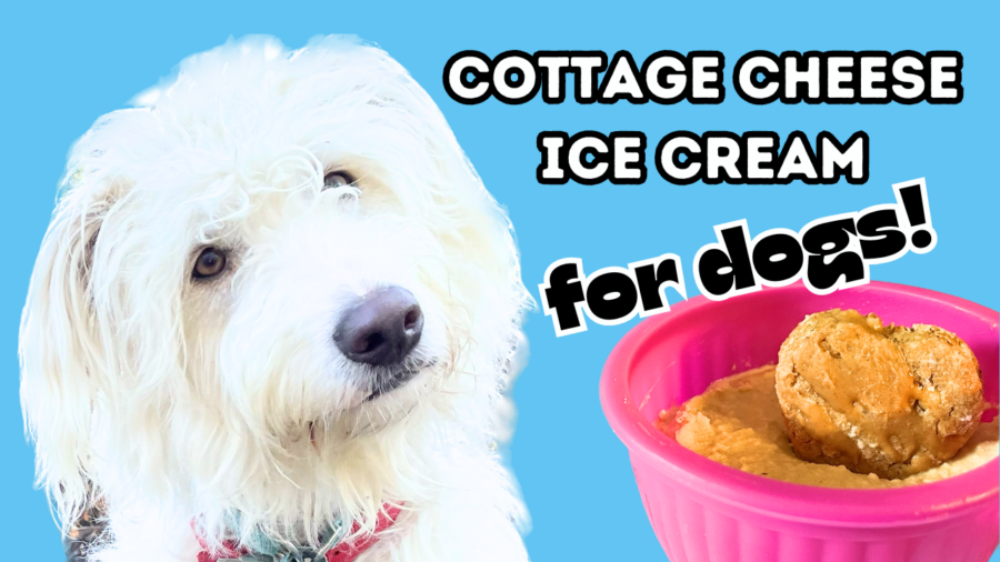 Cottage Cheese Ice Cream for Dogs Recipe