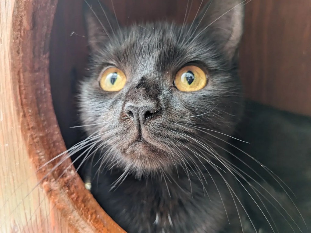 Help Pixie, a Partially Sighted Cat, Find a Loving Home – RSPCA Appeal