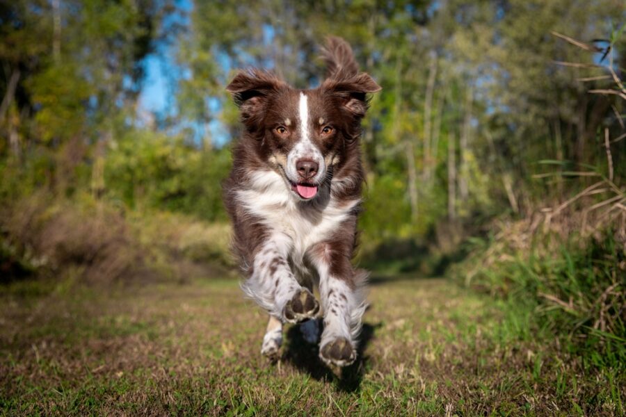 How to Keep Your Dog Safe in Extreme Heat