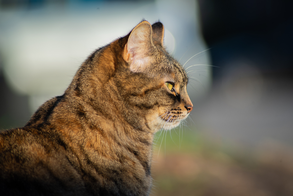 Important Tips to Keep Your Pets Safe and Cool During Hot Summer Months