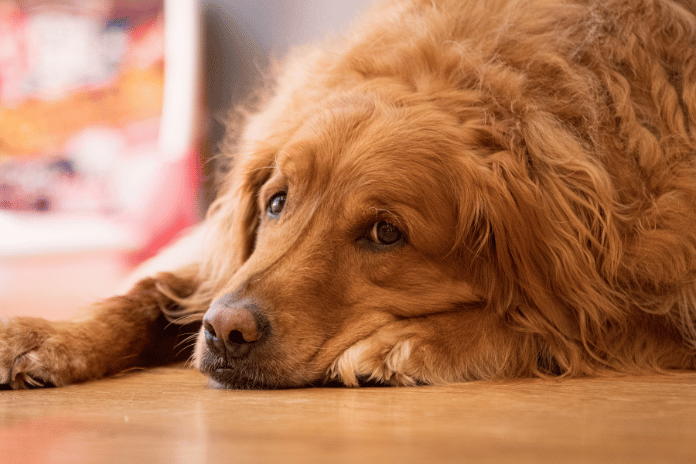 Is My Dog Depressed? Signs, Causes, and Treatments