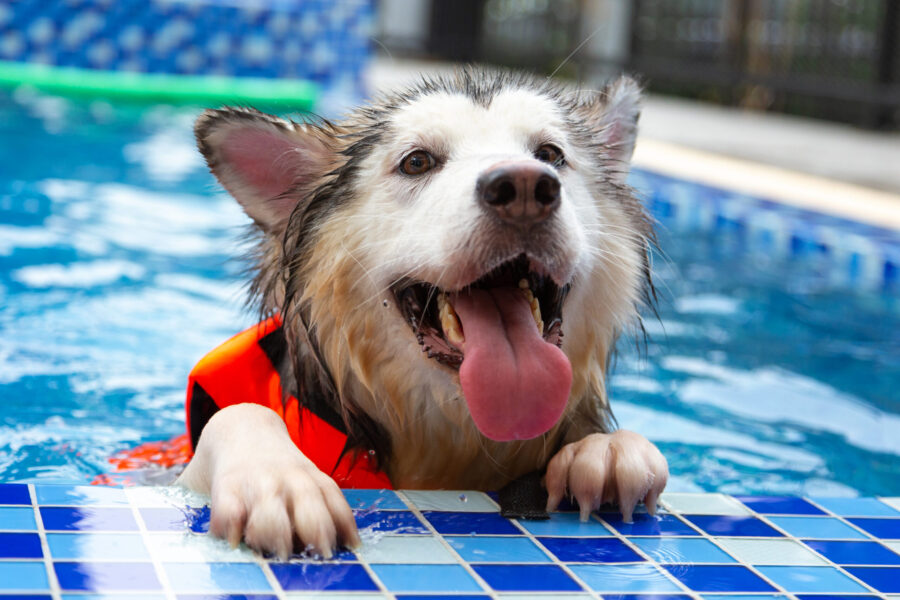 Key Tips on Pool Safety for Dogs