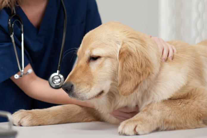 Lumps and Bumps in Dogs and Cats: What They Mean and What to Do