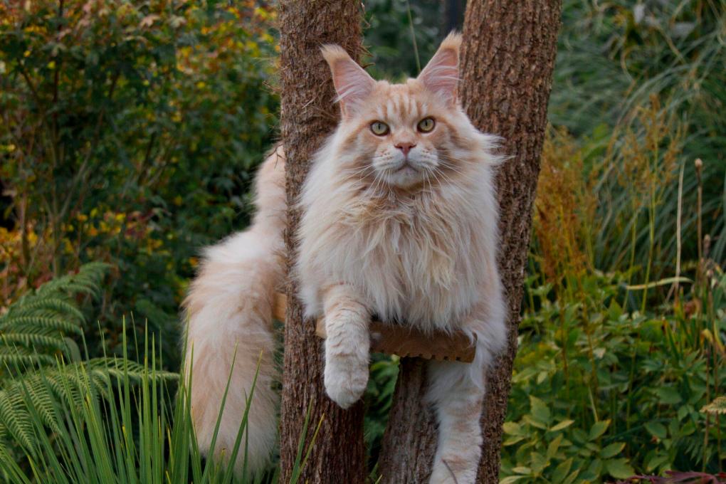 Maine Coon Cat Personality: What to Expect