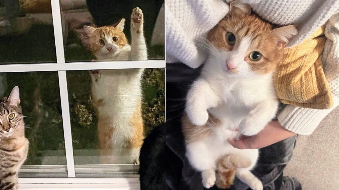 Stray Cat Climbs Up a Window and Decides It’s Time to Move in, Turns Out He is Sweetest Companion