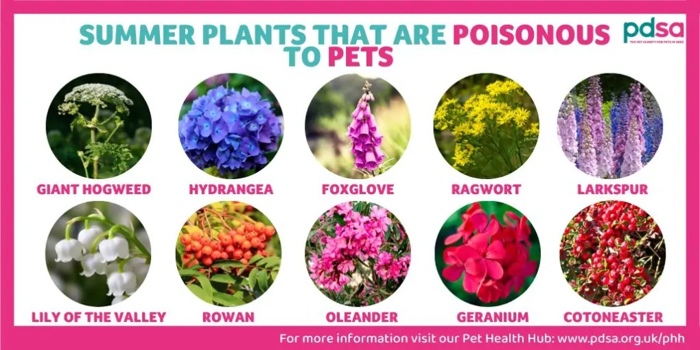 Summer plant dangers for pets: How to keep your furry friends safe