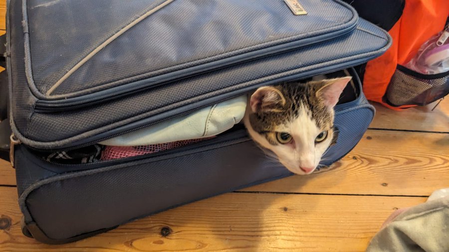 Top Tips for Stress-Free Pet Travel: B-Calm’s Guide to Managing Anxiety on the Road