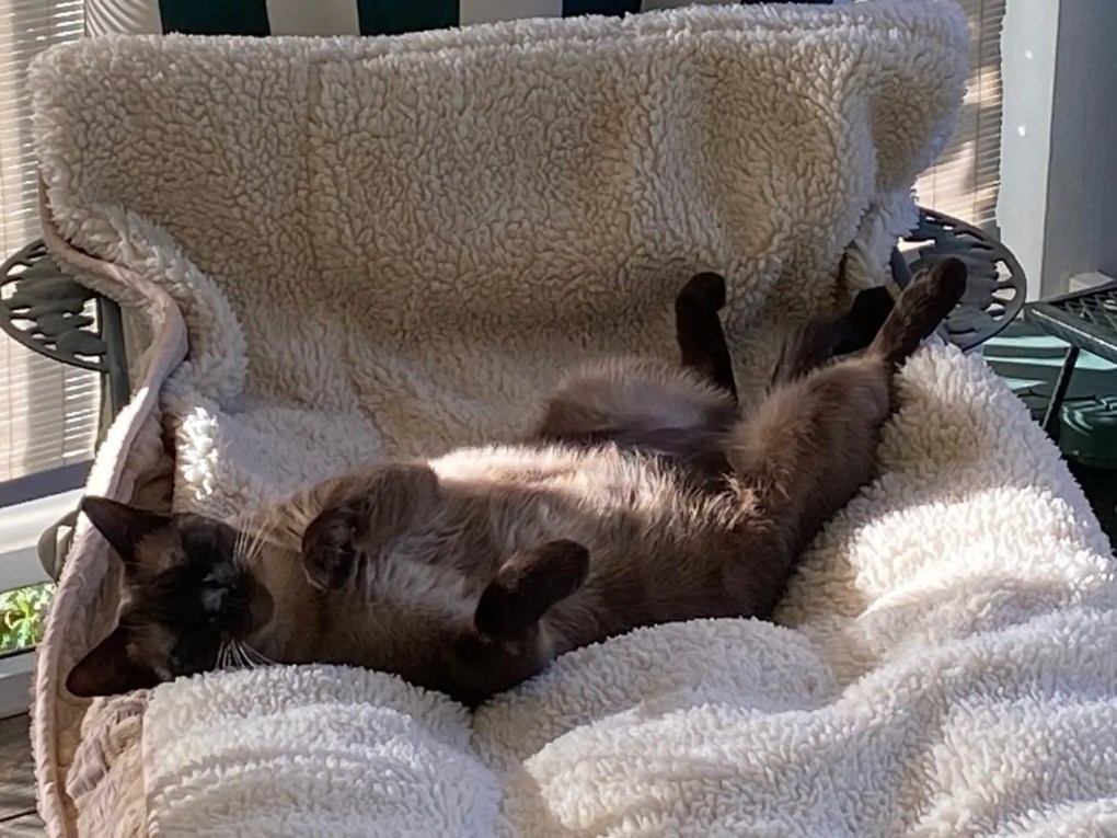 Tummy Rub Tuesday Week 494: Share Your Cat’s Photo for a Chance to Be Featured