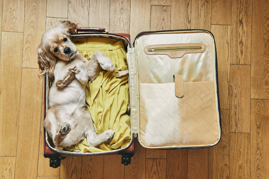 Ultimate Checklist of Essentials for Traveling With Your Dog