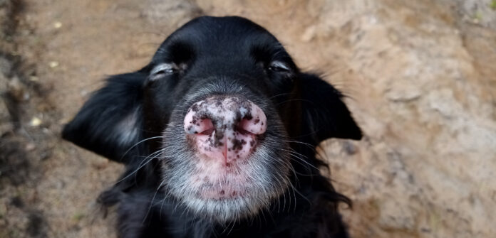 What Are Those Black Spots on My Dog’s Skin?