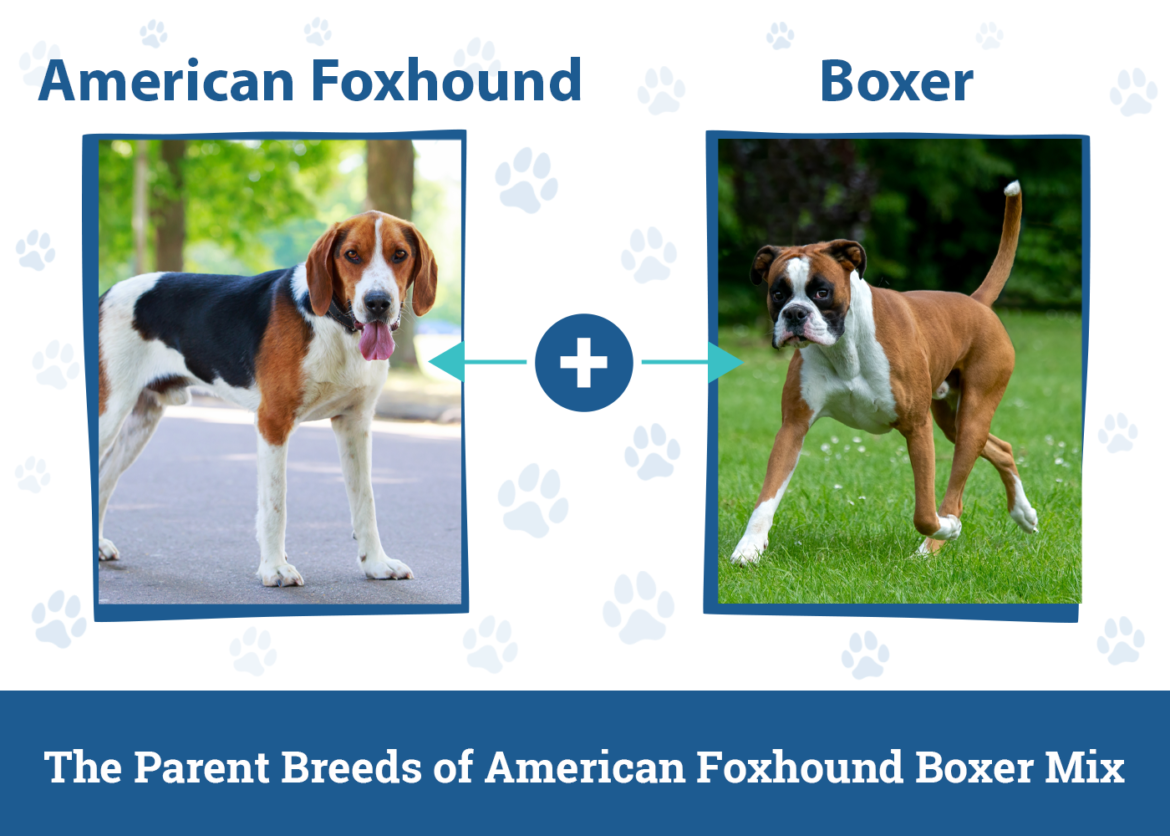 American Foxhound Boxer Mix Dog Breed: Info, Pictures Care & Facts