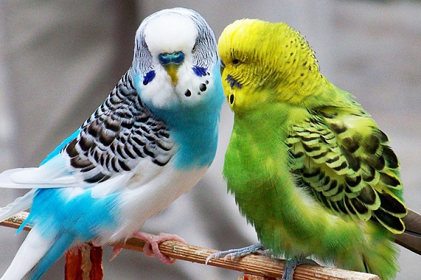 Budgerigars: Bright, Funny, and Smart