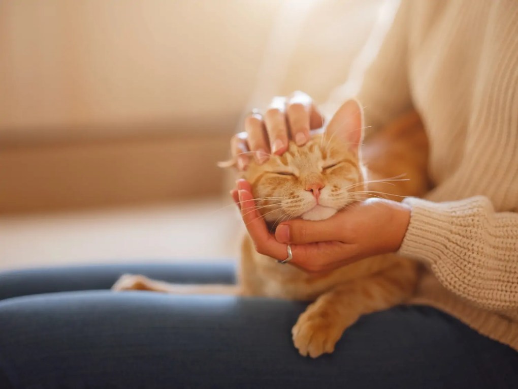 Caring for Your Cat: Essential Practices for a Healthy and Happy Pet