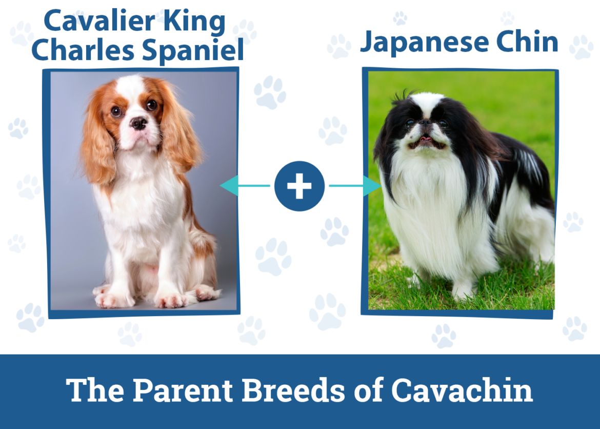 Cavachin Dog Breed: Info, Pictures, Care & Facts