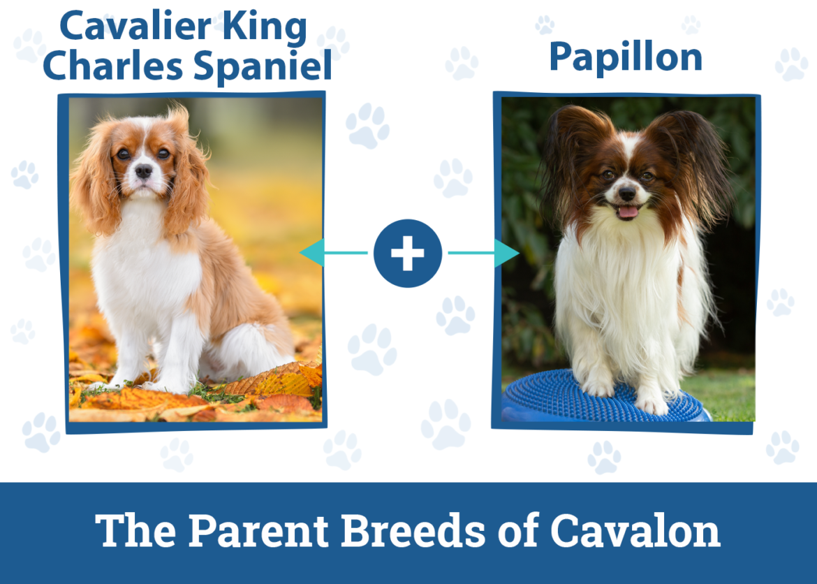 Cavalon Dog Breed: Info, Pictures, Care & Facts