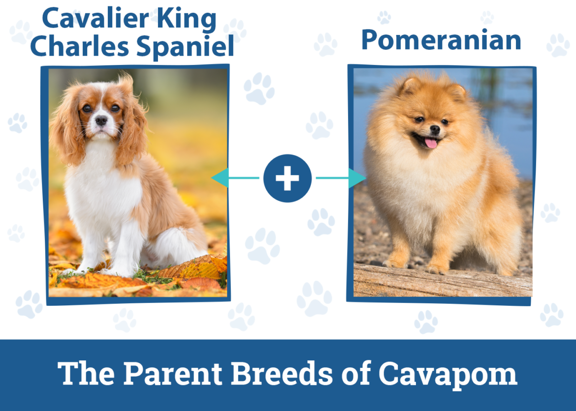 Cavapom Dog Breed: Info, Pictures, Care & Facts