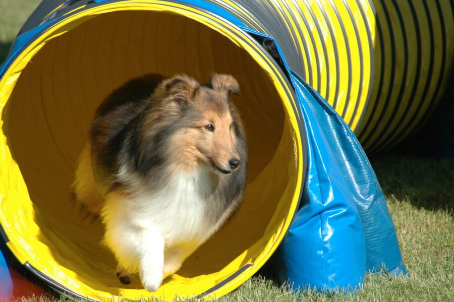 Create a Backyard Agility Course for Your Dog!