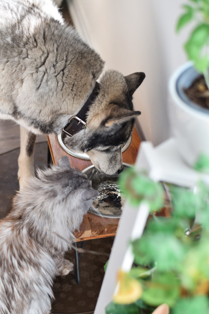 Hacks to Keep Dogs and Cats Hydrated in Summer