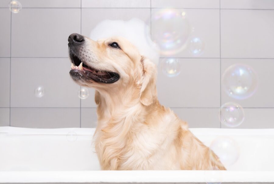 How to Choose the Right Shampoo and Conditioner for Your Dog