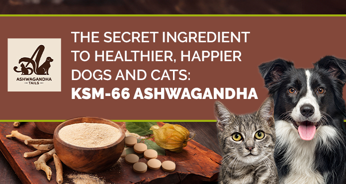 How to Support Your Senior Dog with Ashwagandha