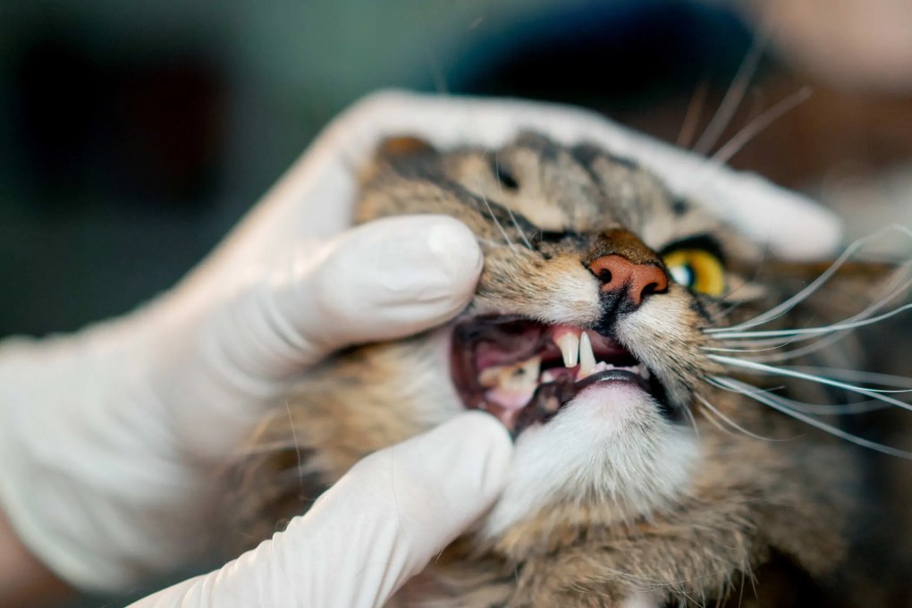 Recognizing The Signs: When To Take Your Cat To The Emergency Vet 